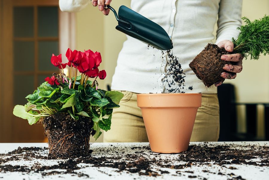 replant