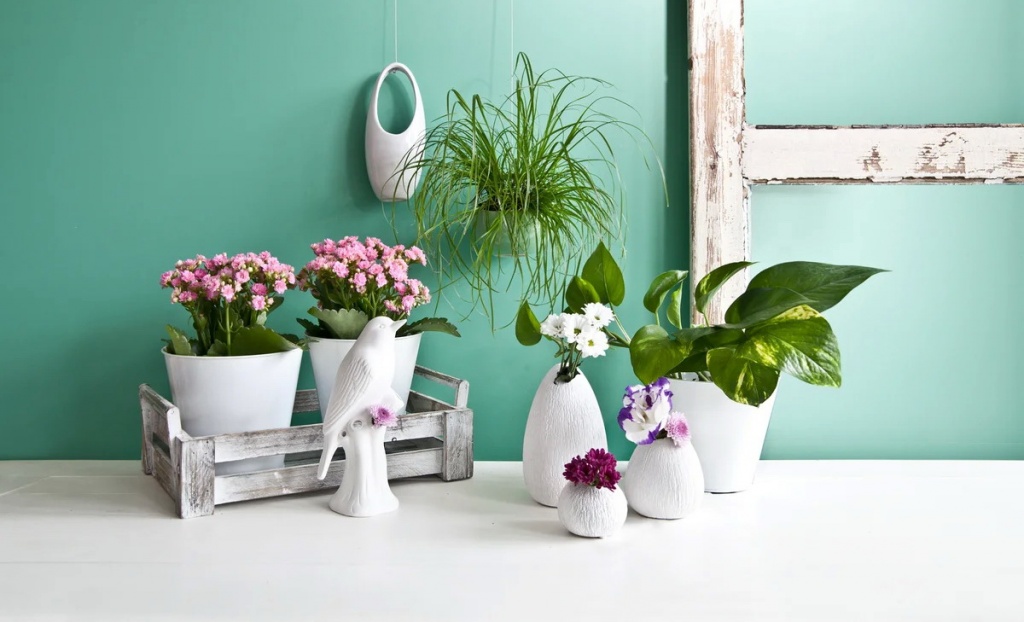 plants