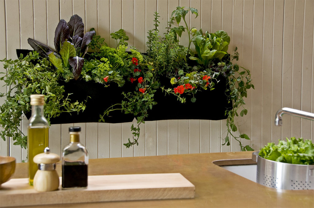 plants.jpg