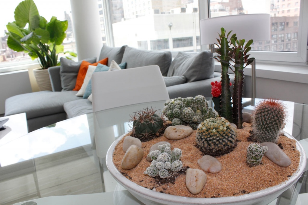 plants