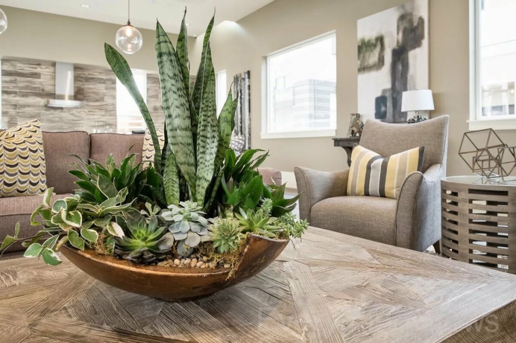 plants