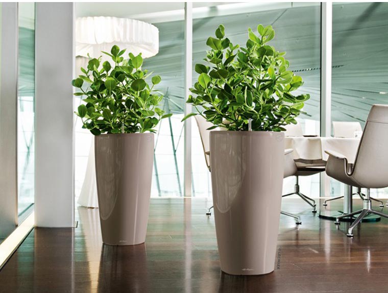 plants