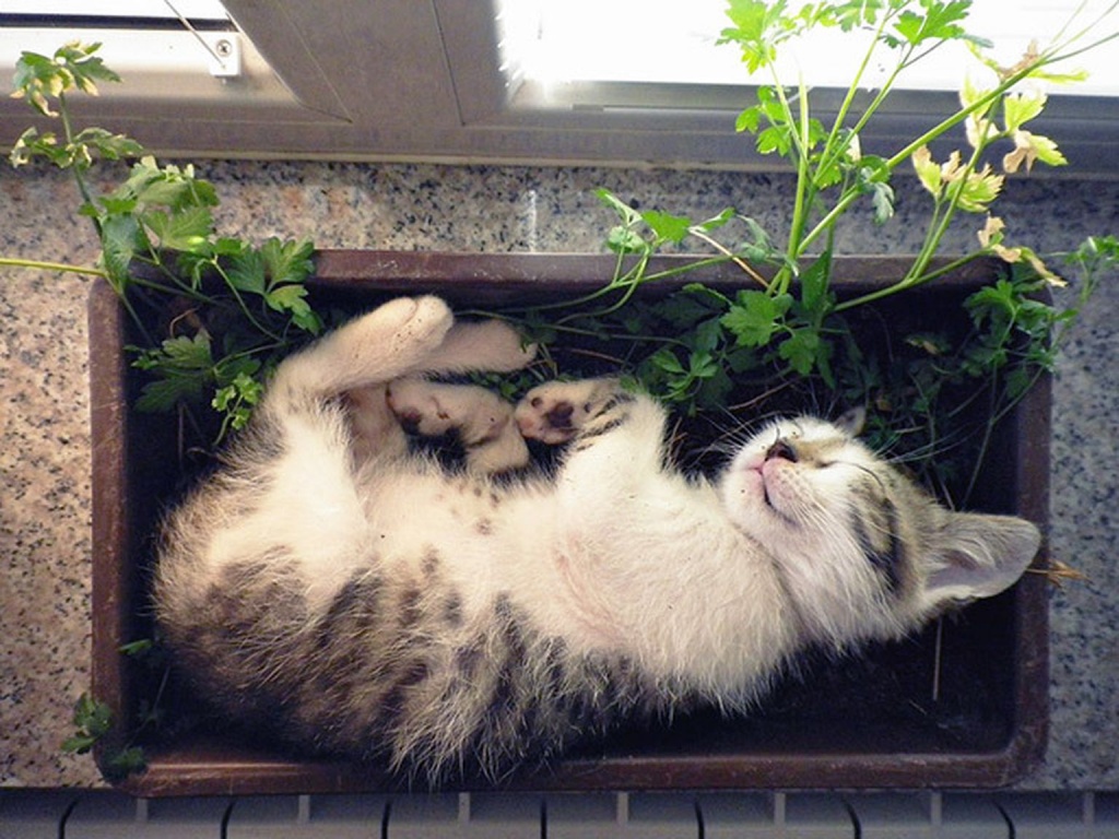 За да спрете котка да поврежда разсад